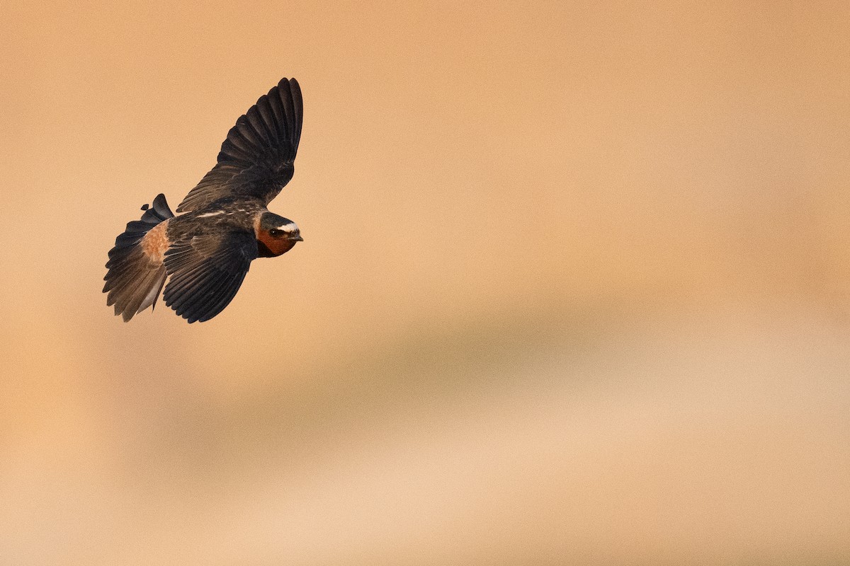 Cliff Swallow - ML642859795