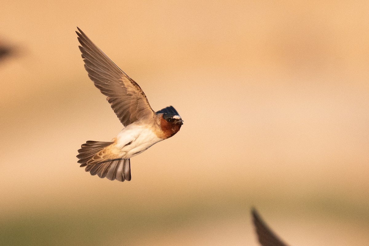 Cliff Swallow - ML642859800