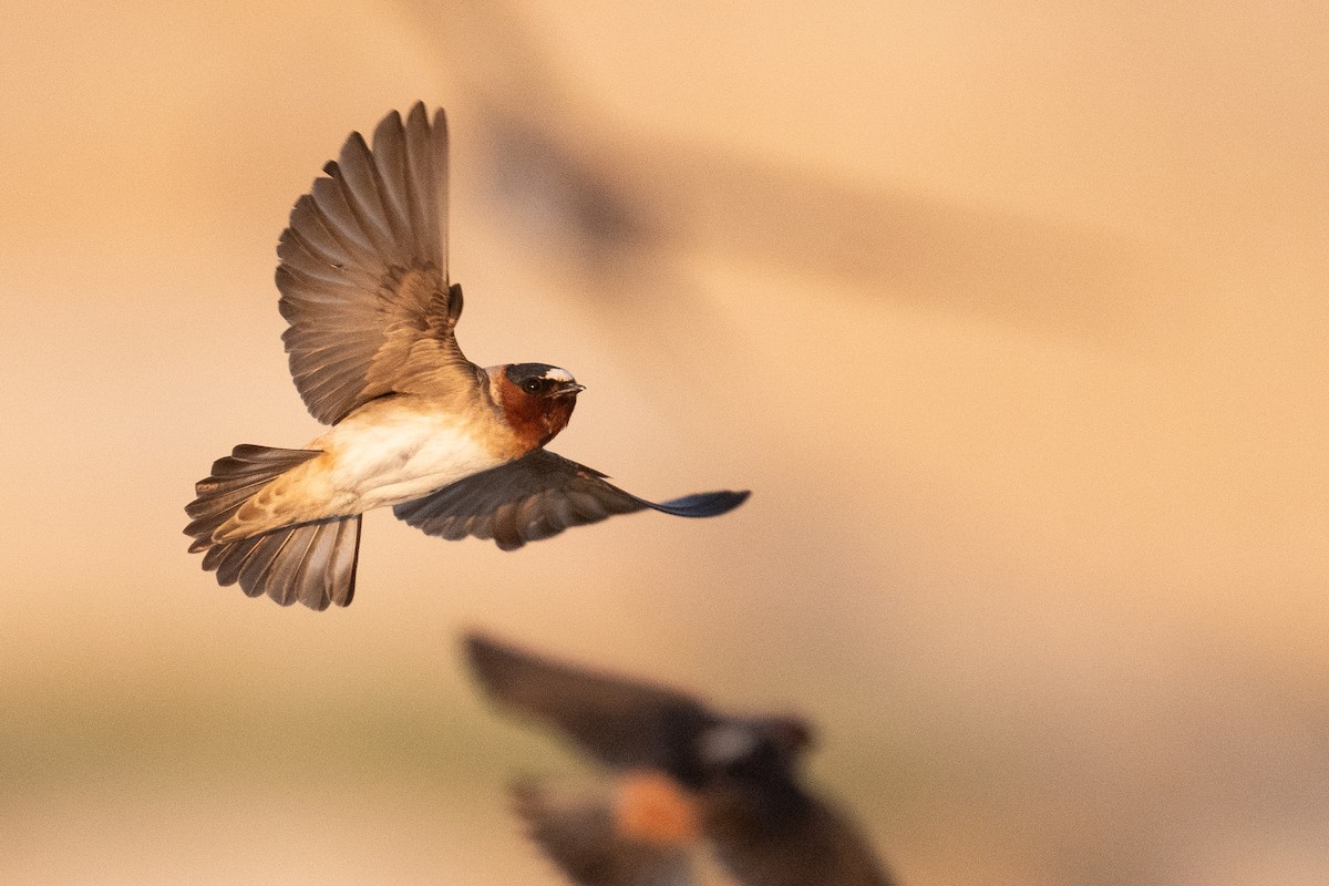 Cliff Swallow - ML642859801