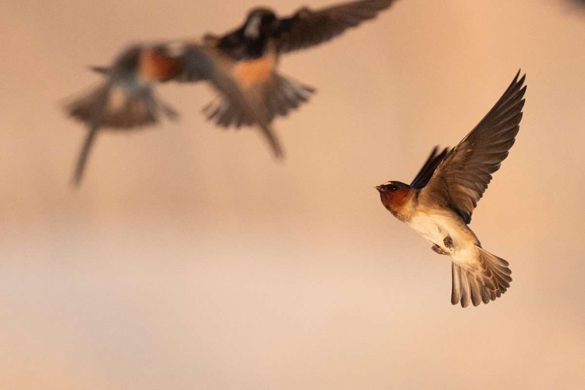 Cliff Swallow - ML642859804