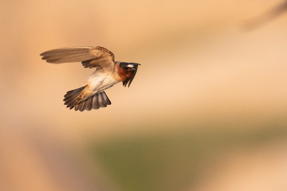 Cliff Swallow - ML642859805