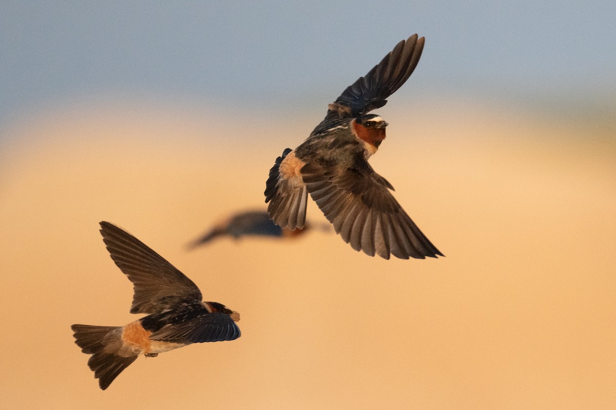 Cliff Swallow - ML642859806