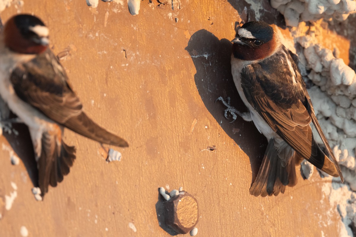 Cliff Swallow - ML642859807