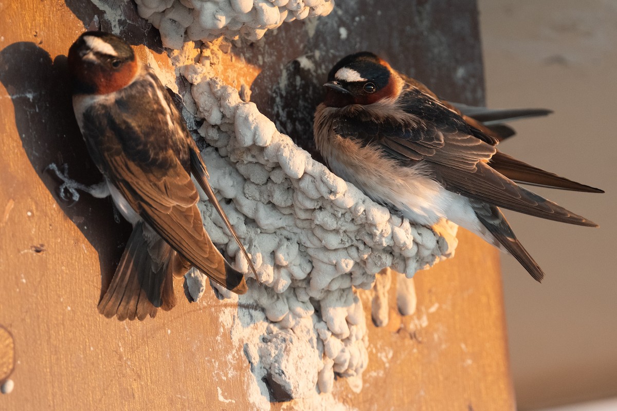 Cliff Swallow - ML642859808
