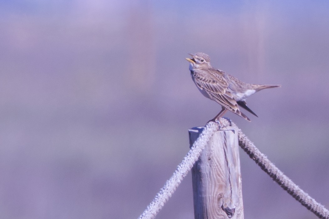 Calandra Lark - ML642859814