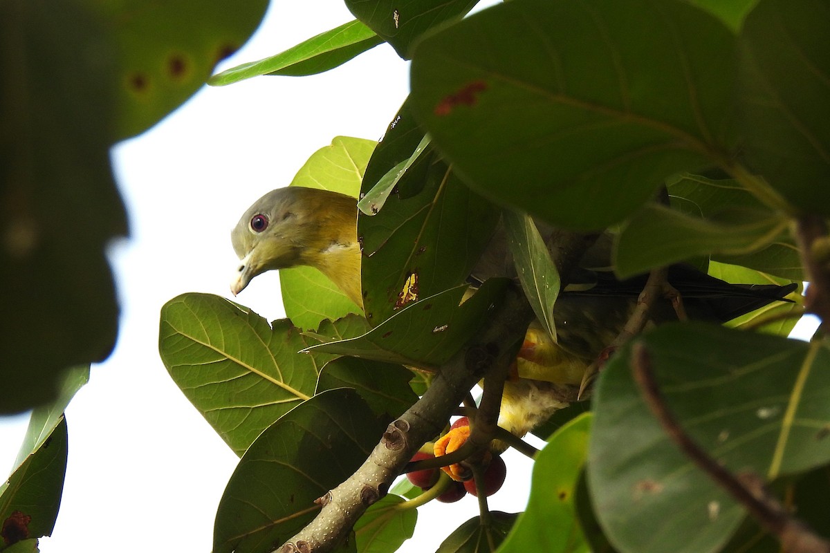 Yellow-footed Green-Pigeon - ML642859817