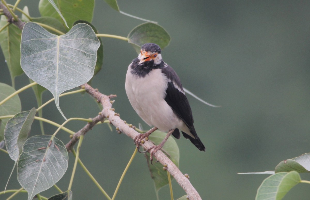 Indian Pied Starling - ML642859818