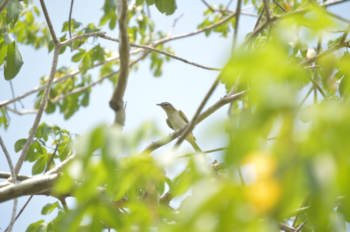 Red-eyed Vireo - ML642859819