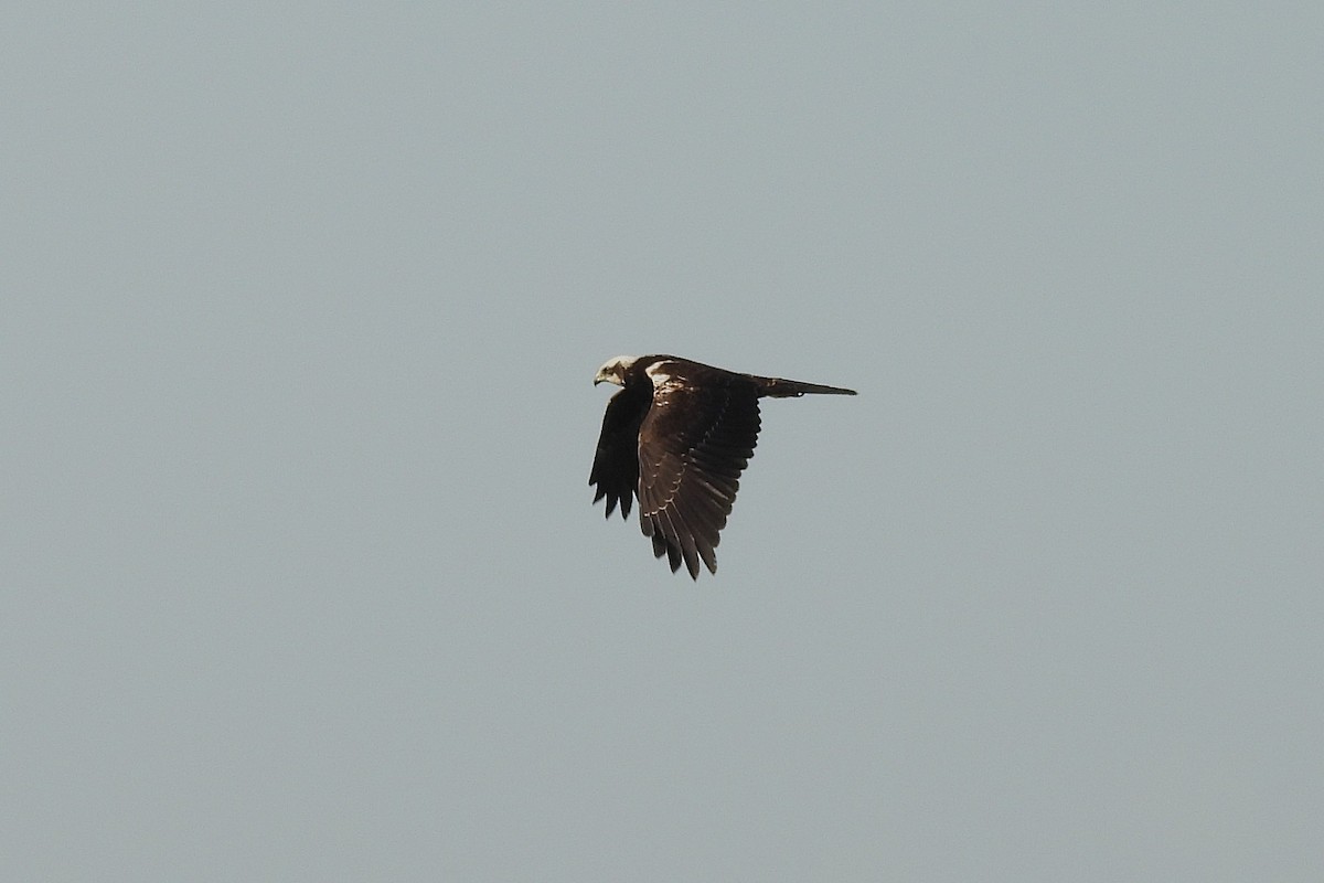 Western Marsh Harrier - ML642859828
