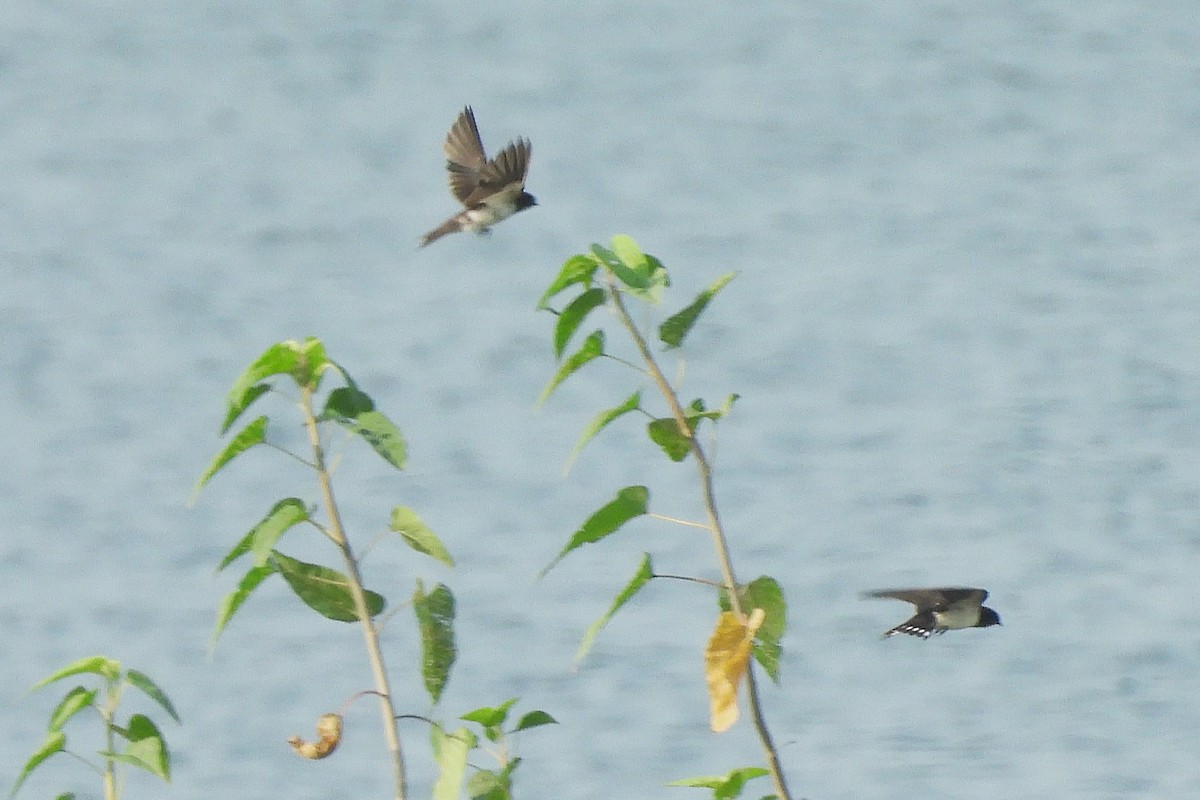 Barn Swallow - ML642859835