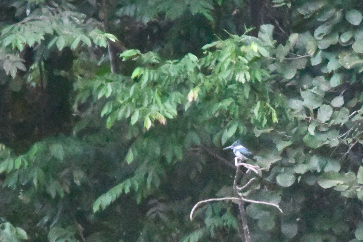 Martin-pêcheur d'Amazonie - ML642859837