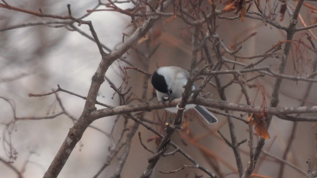 Mésange nonnette - ML642859841
