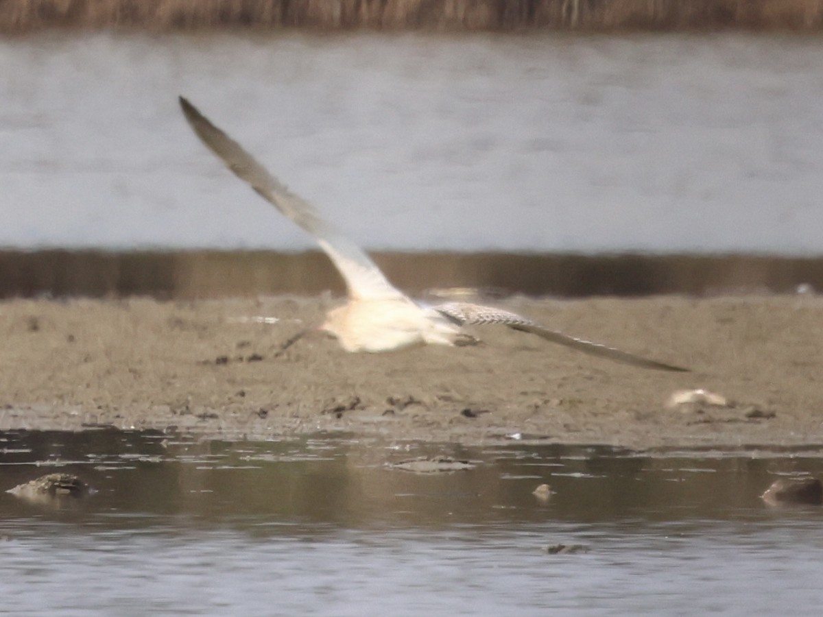 Eurasian Curlew - ML642859843
