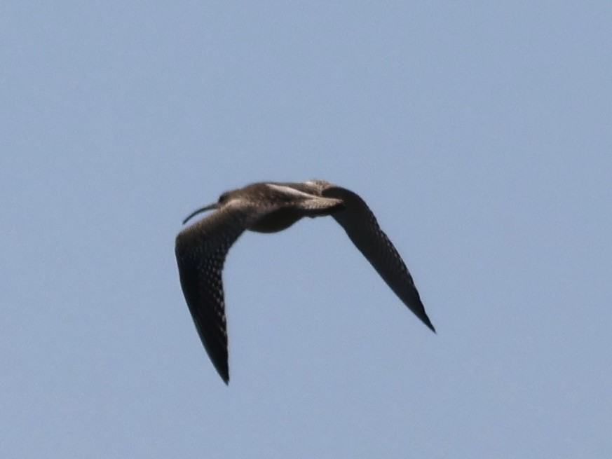 Eurasian Curlew - ML642859844