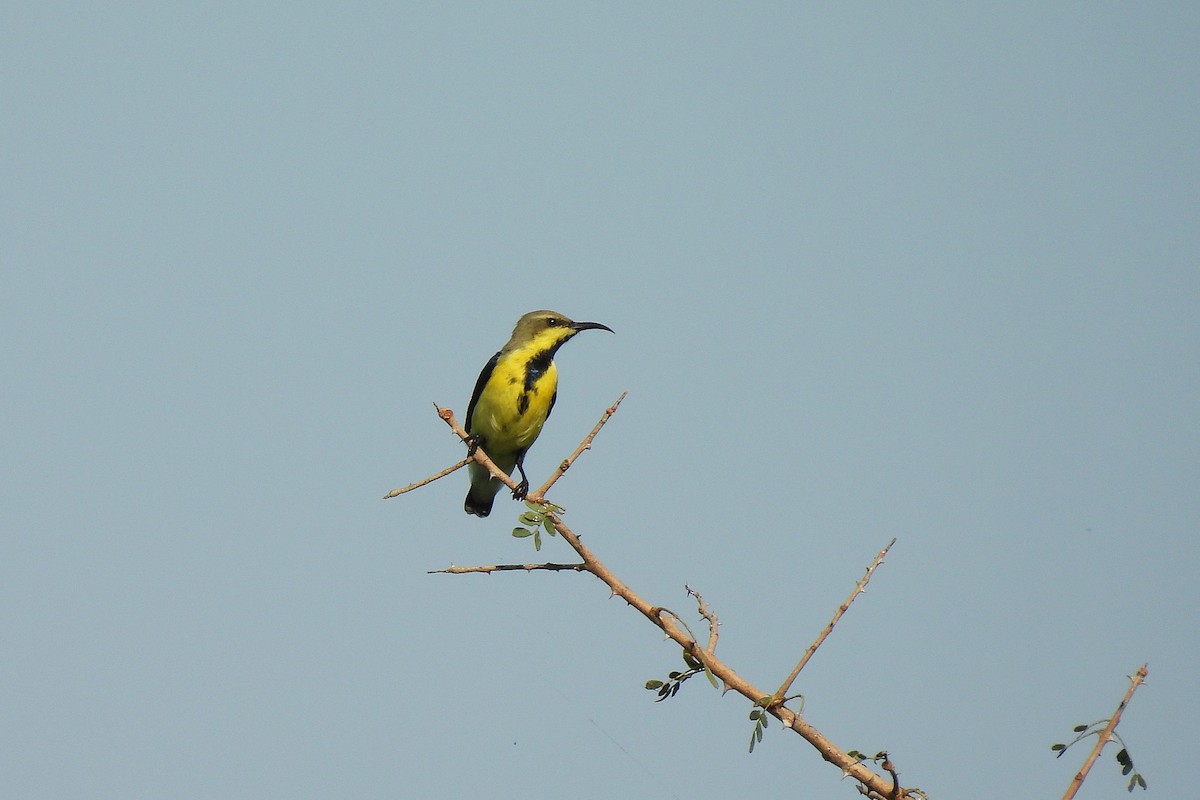 Purple Sunbird - ML642859845