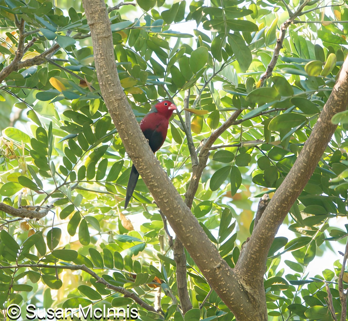 Crimson Finch - ML642859849