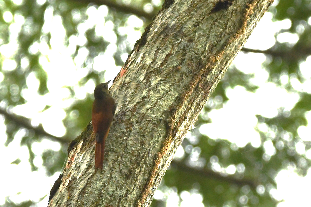 Olivaceous Woodcreeper - ML642859854
