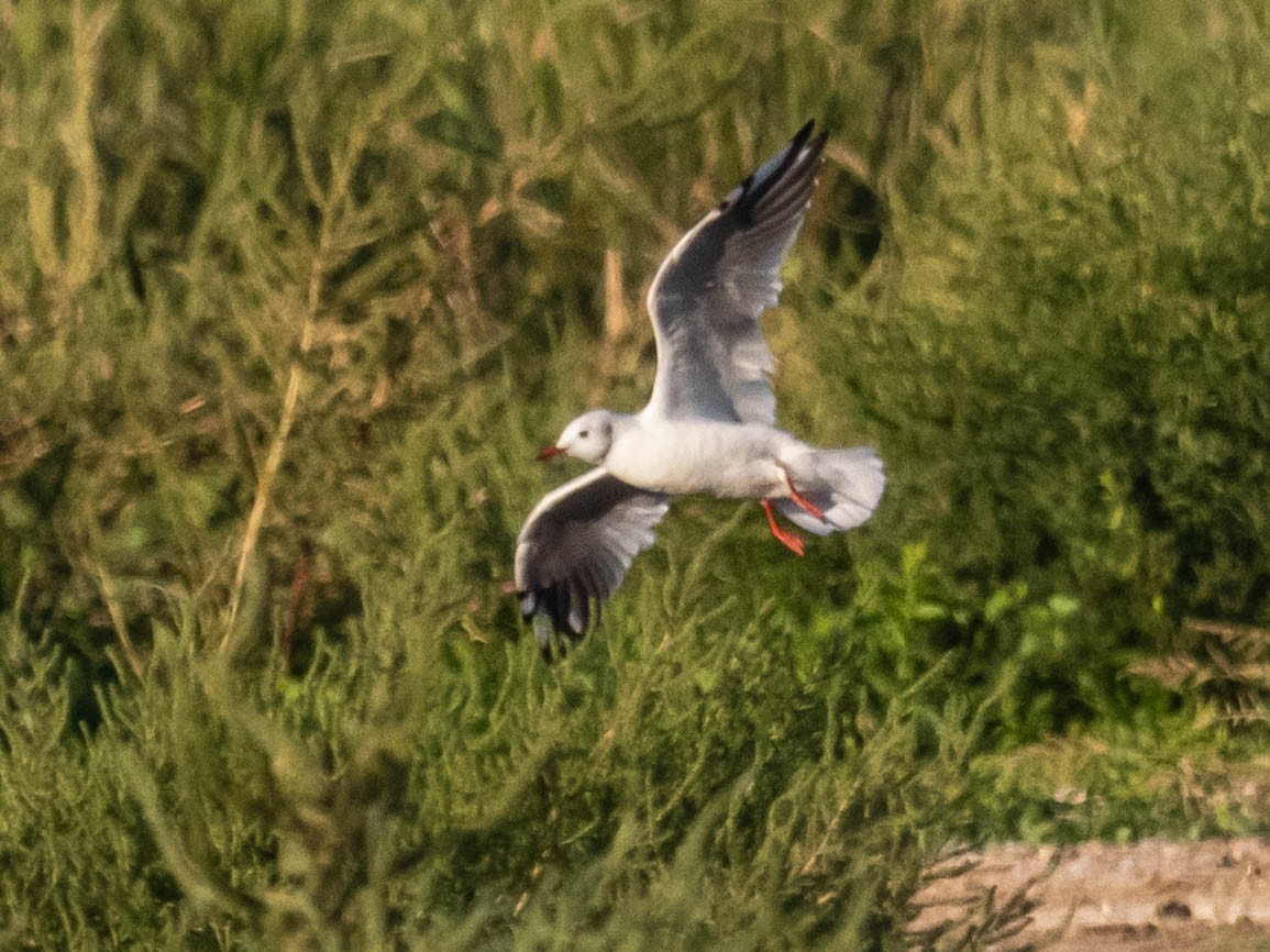 Black-headed Gull - ML642859856