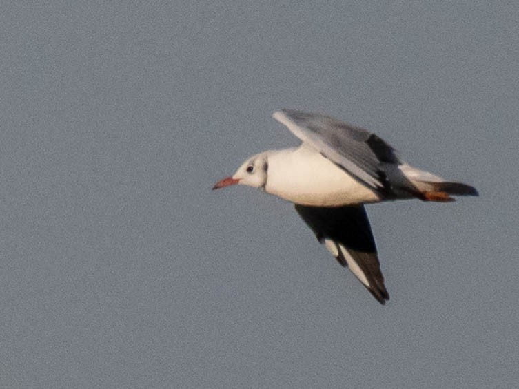 Black-headed Gull - ML642859858