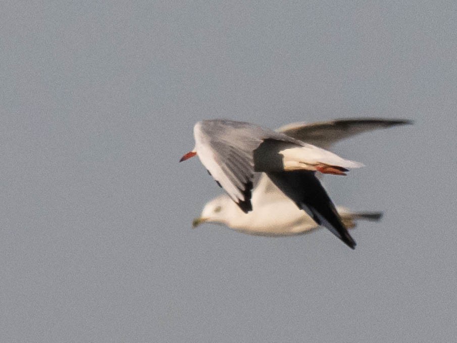 Black-headed Gull - ML642859859