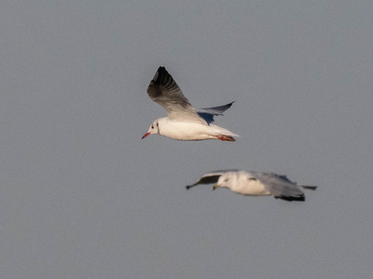 Black-headed Gull - ML642859861