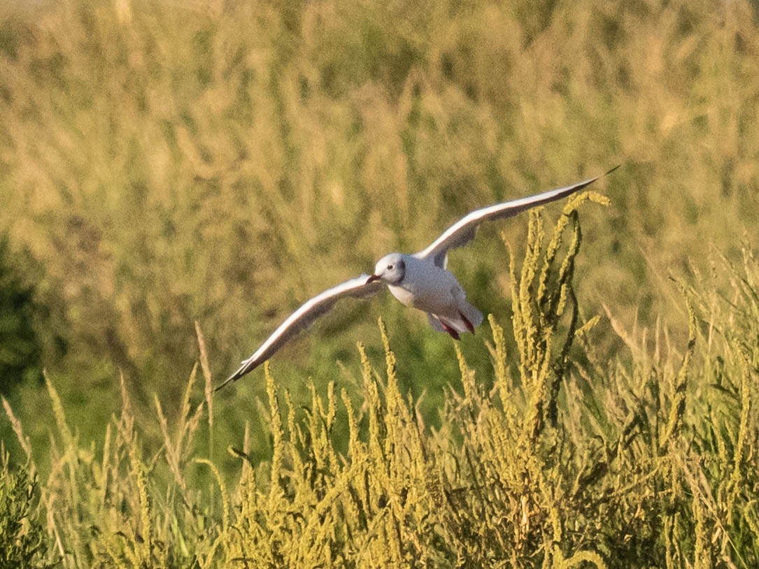 Black-headed Gull - ML642859862