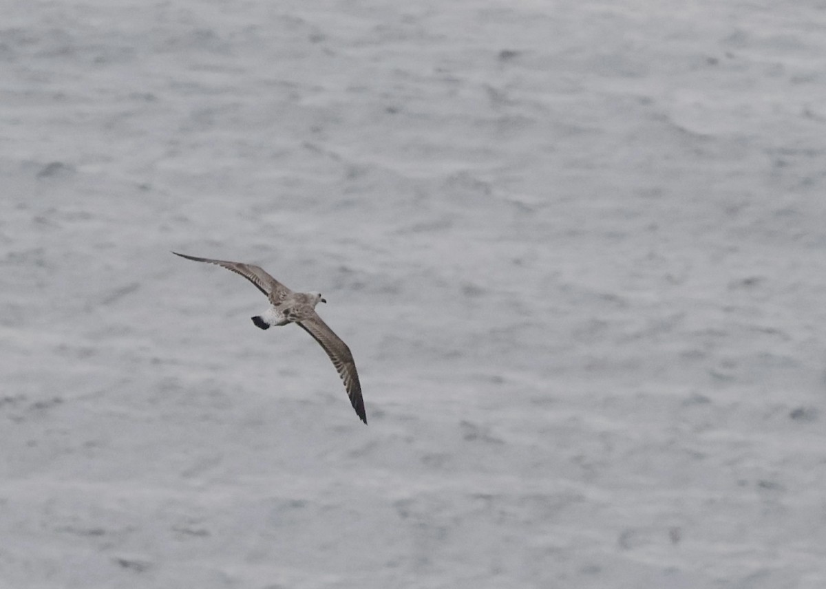 Caspian Gull - ML642859872