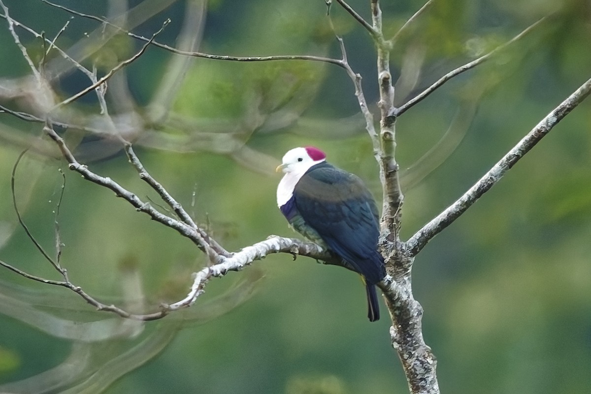 Red-naped Fruit-Dove - ML642859873