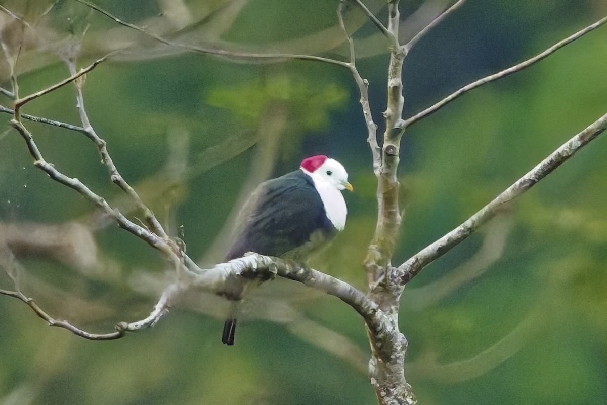 Red-naped Fruit-Dove - ML642859874