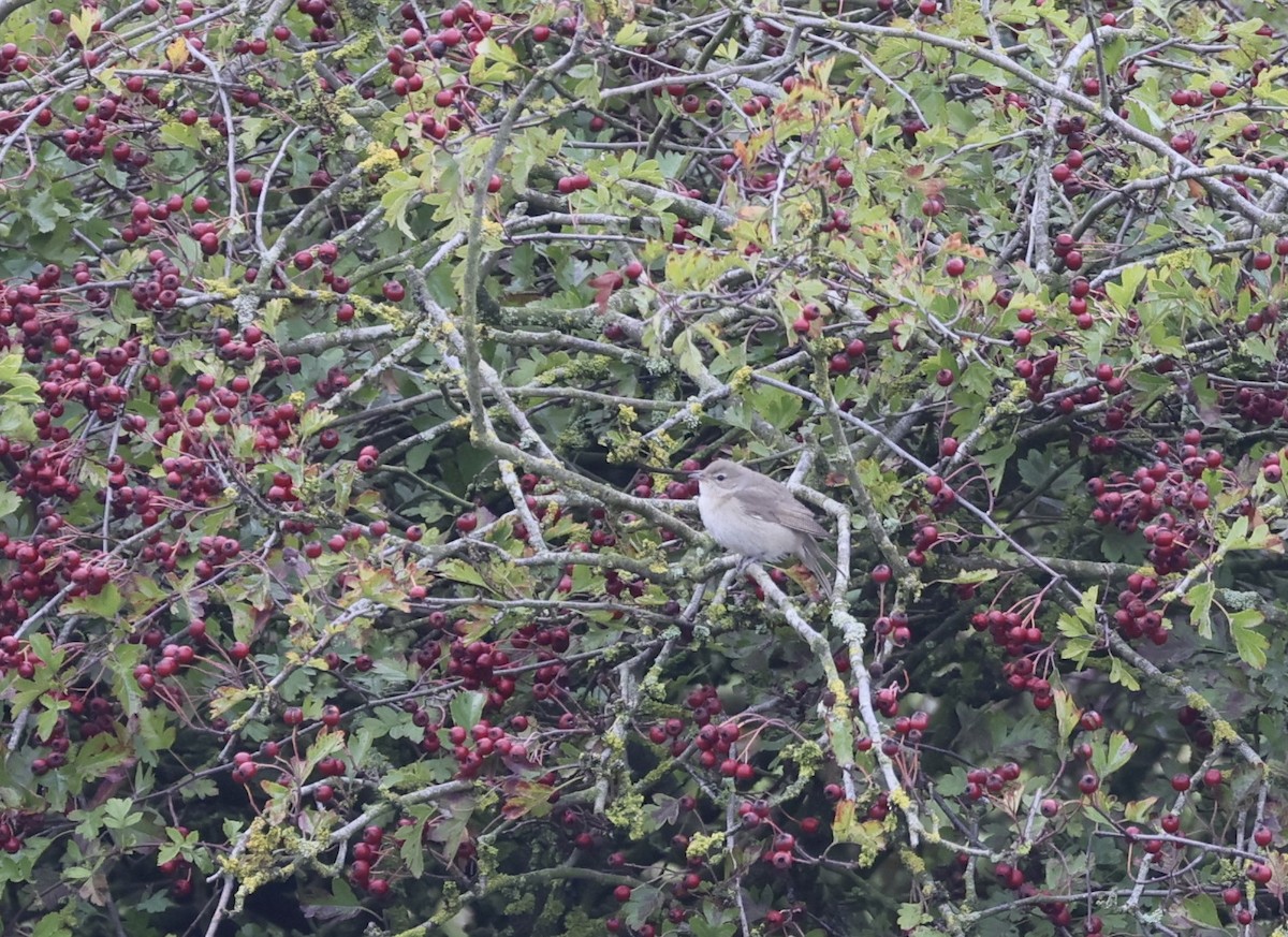 Garden Warbler - ML642859877