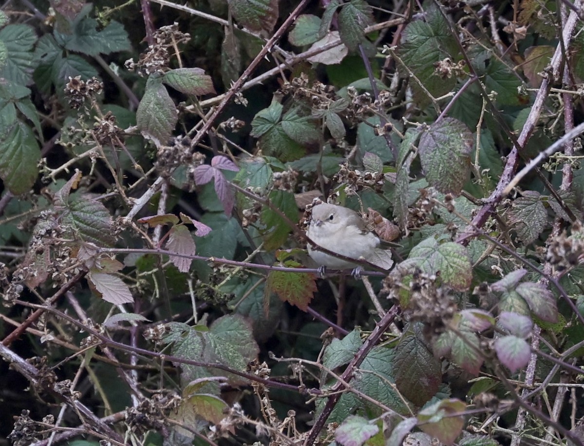 Garden Warbler - ML642859878
