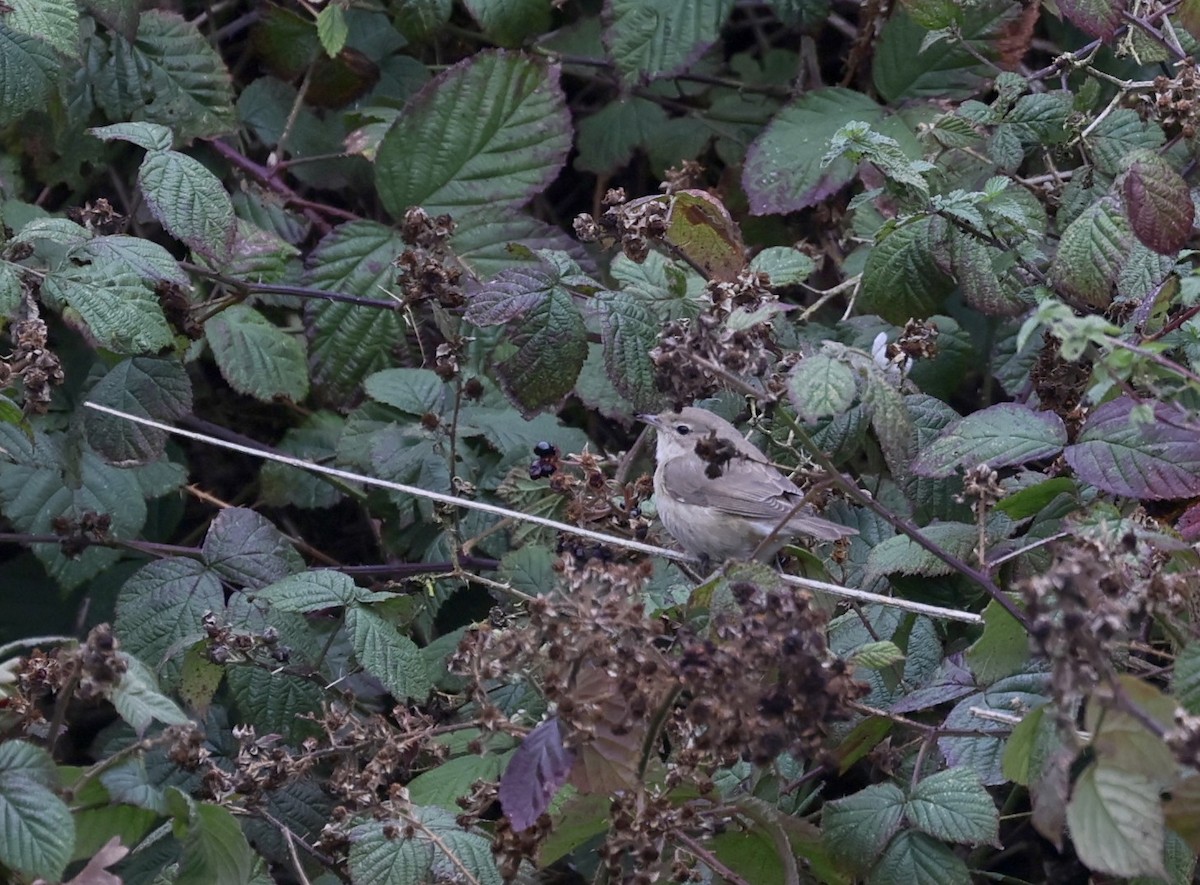 Garden Warbler - ML642859879