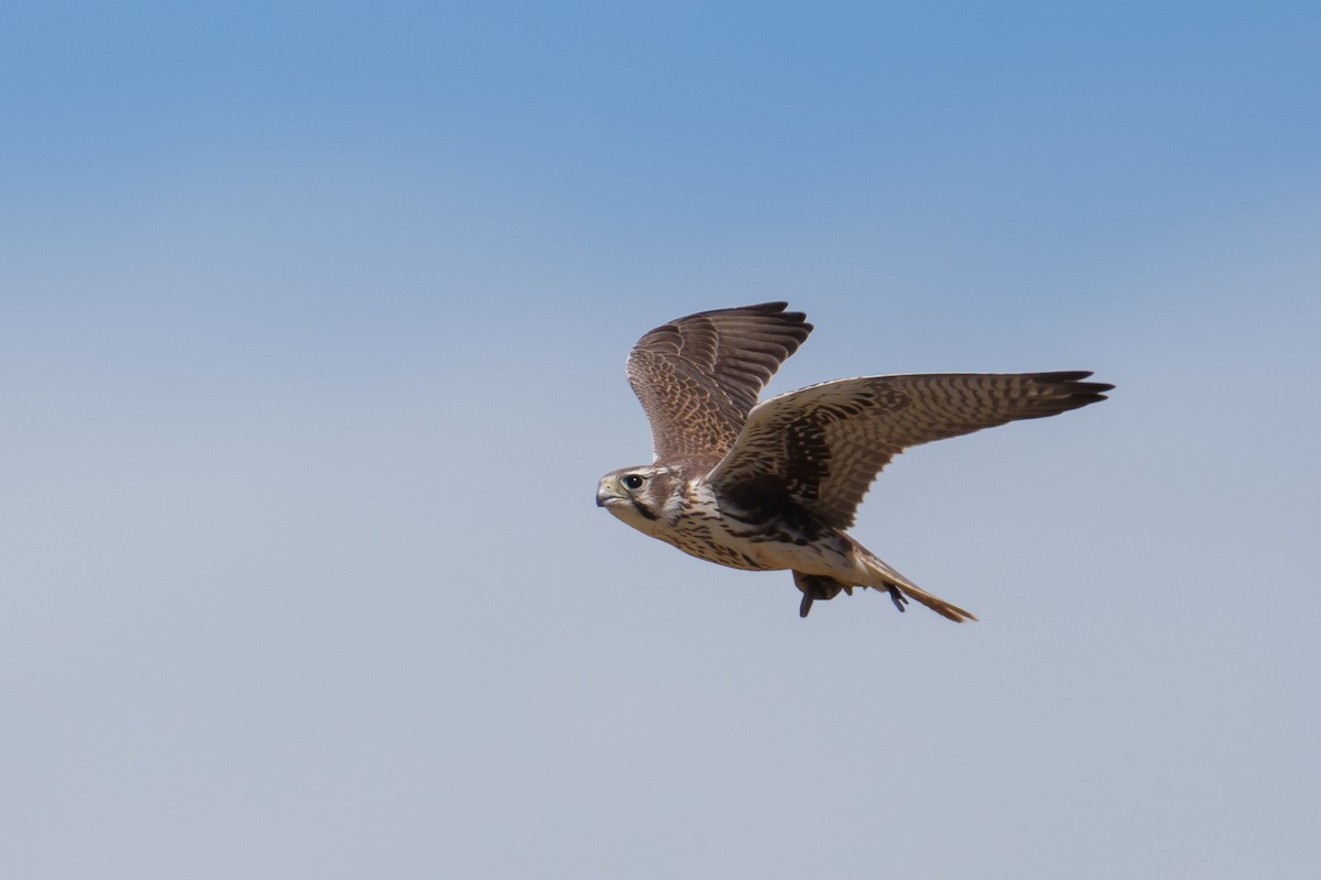Prairie Falcon - ML642859881