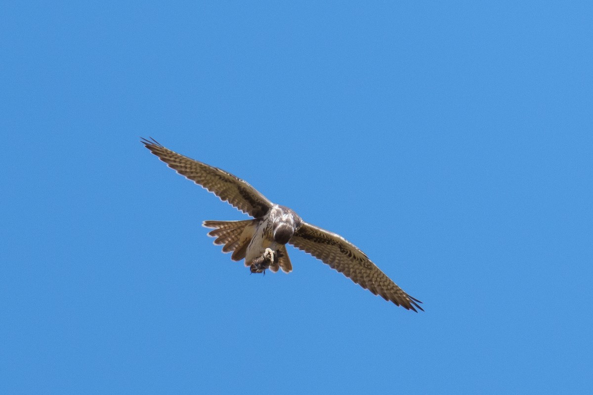 Prairie Falcon - ML642859882
