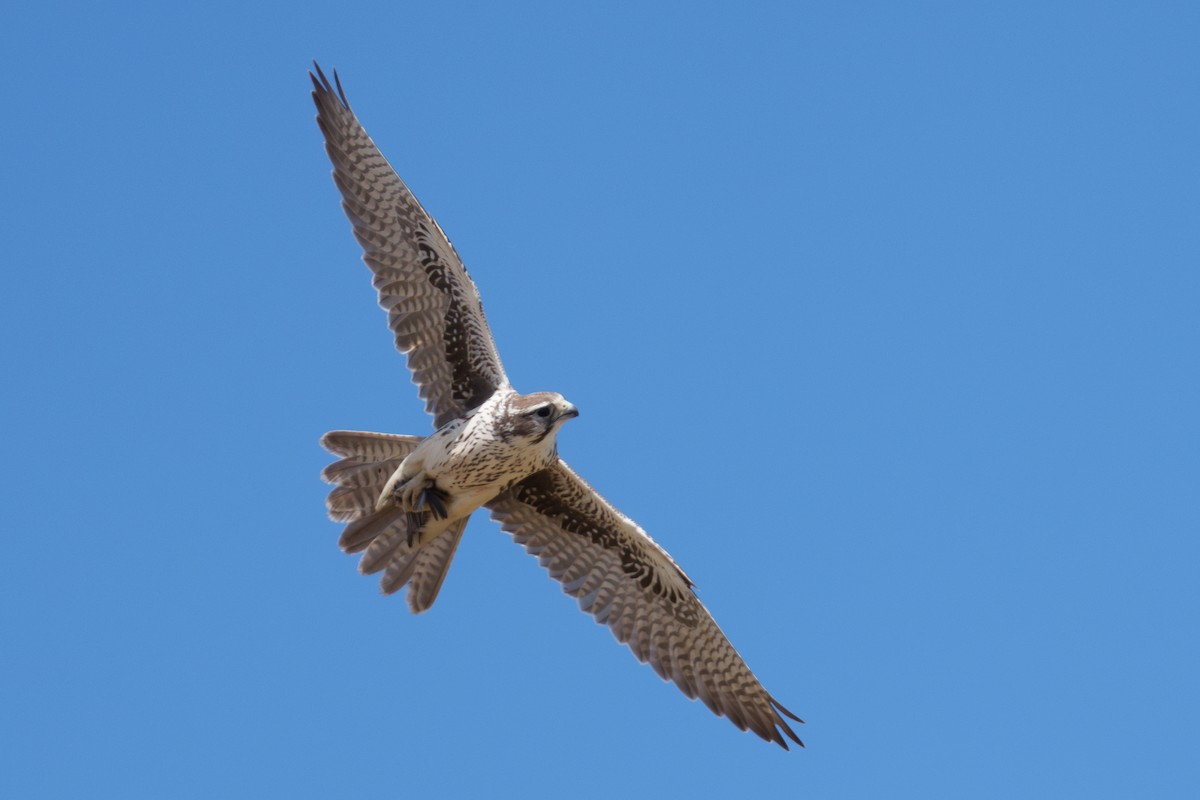 Prairie Falcon - ML642859884