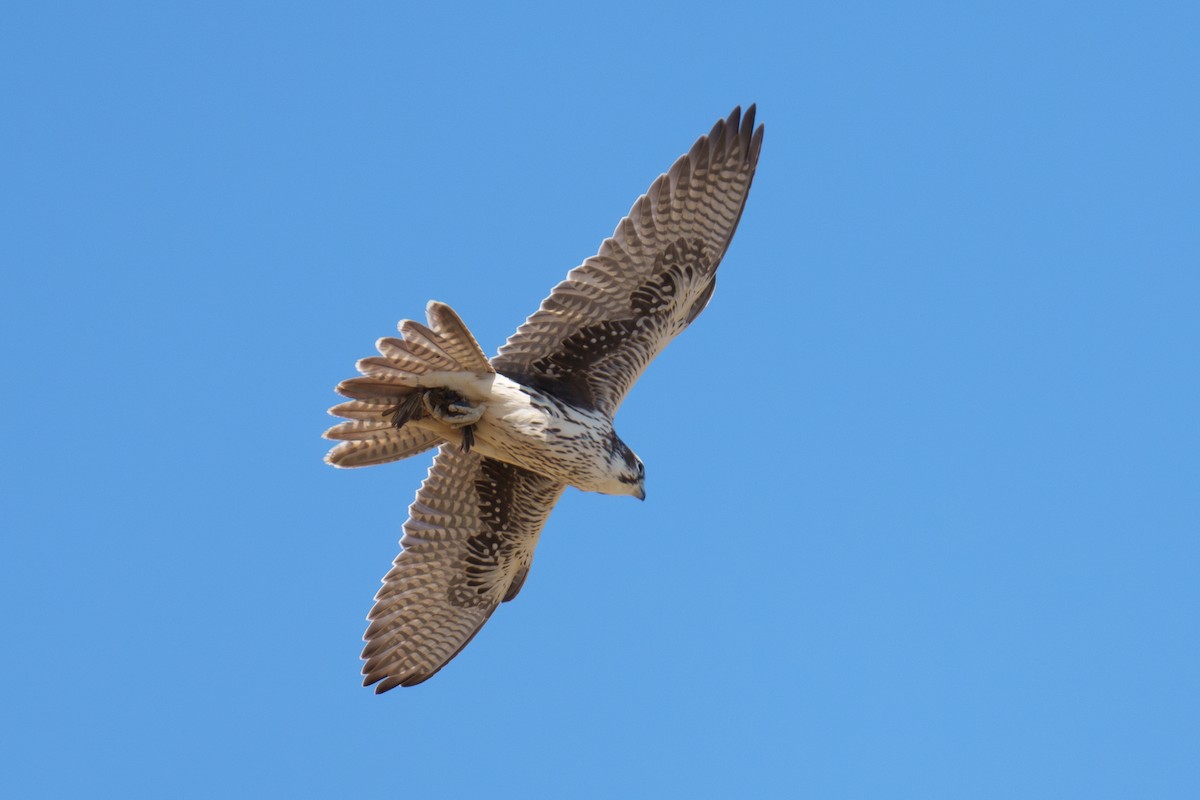 Prairie Falcon - ML642859885