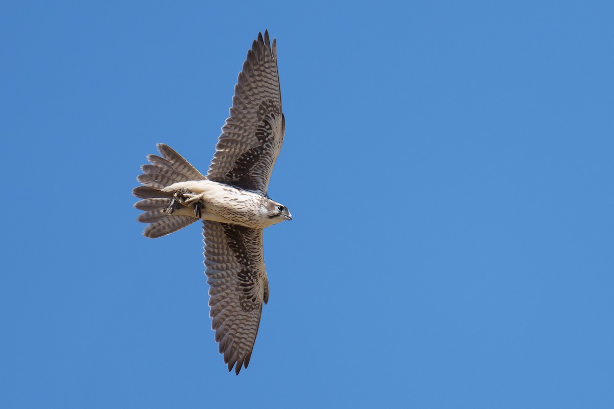 Prairie Falcon - ML642859886