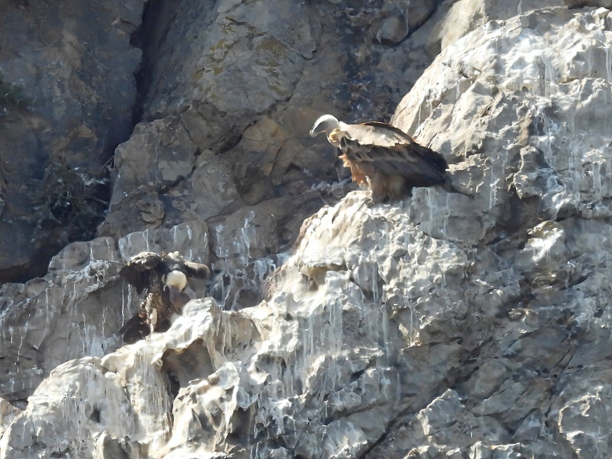 Rüppell's Griffon - Rolf Egil Andersen