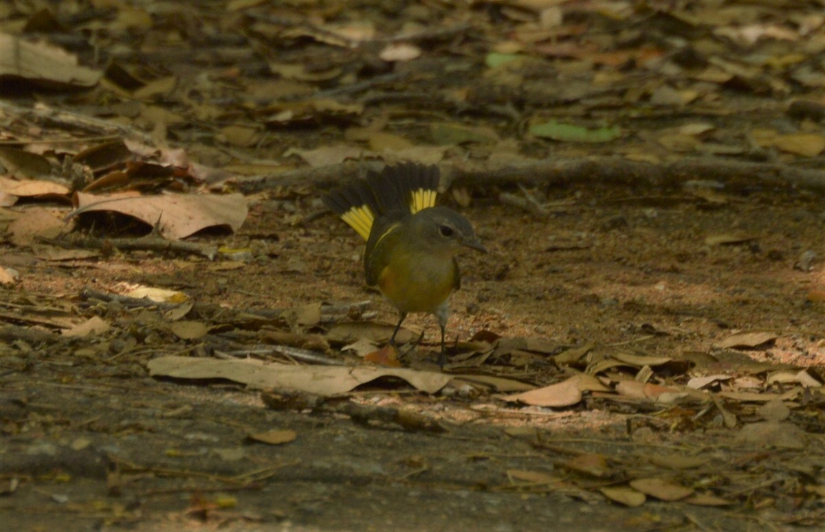 American Redstart - ML642859914