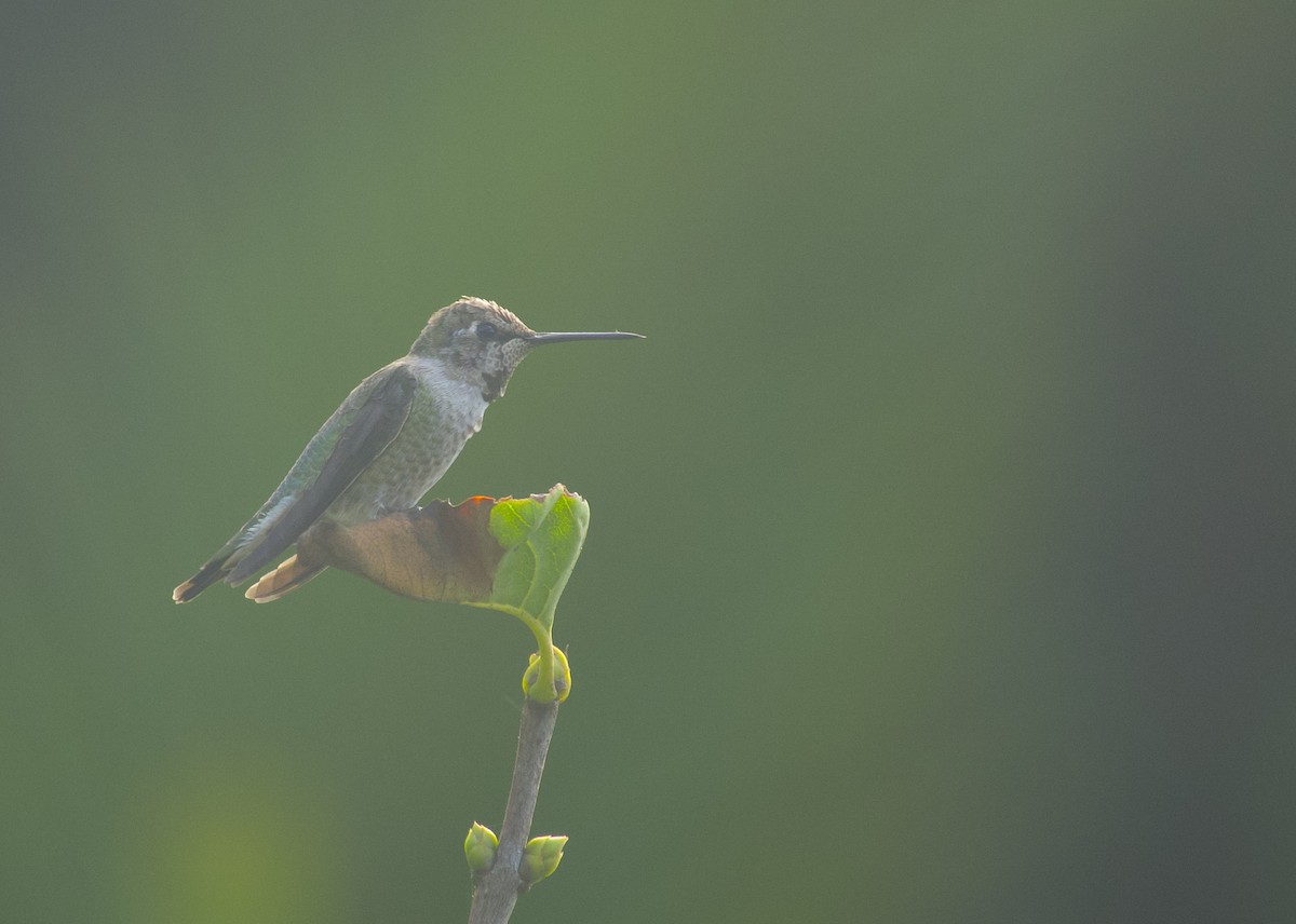 Anna's Hummingbird - ML642859915