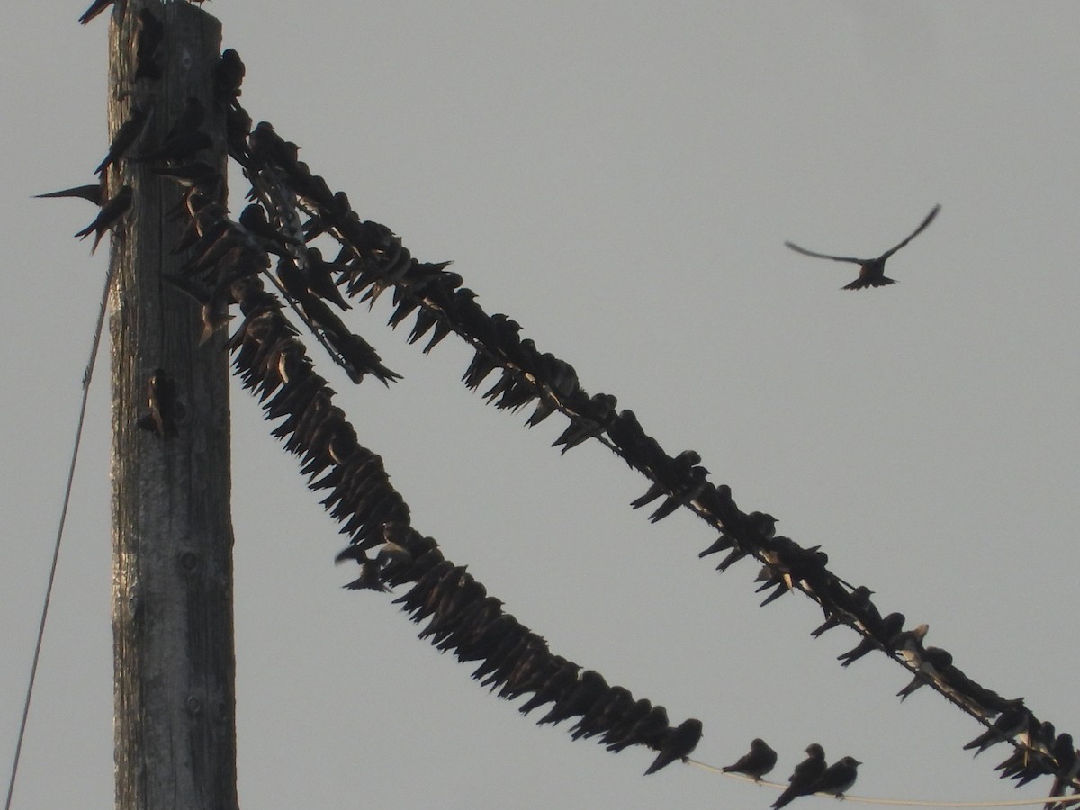 Purple Martin - ML642859923