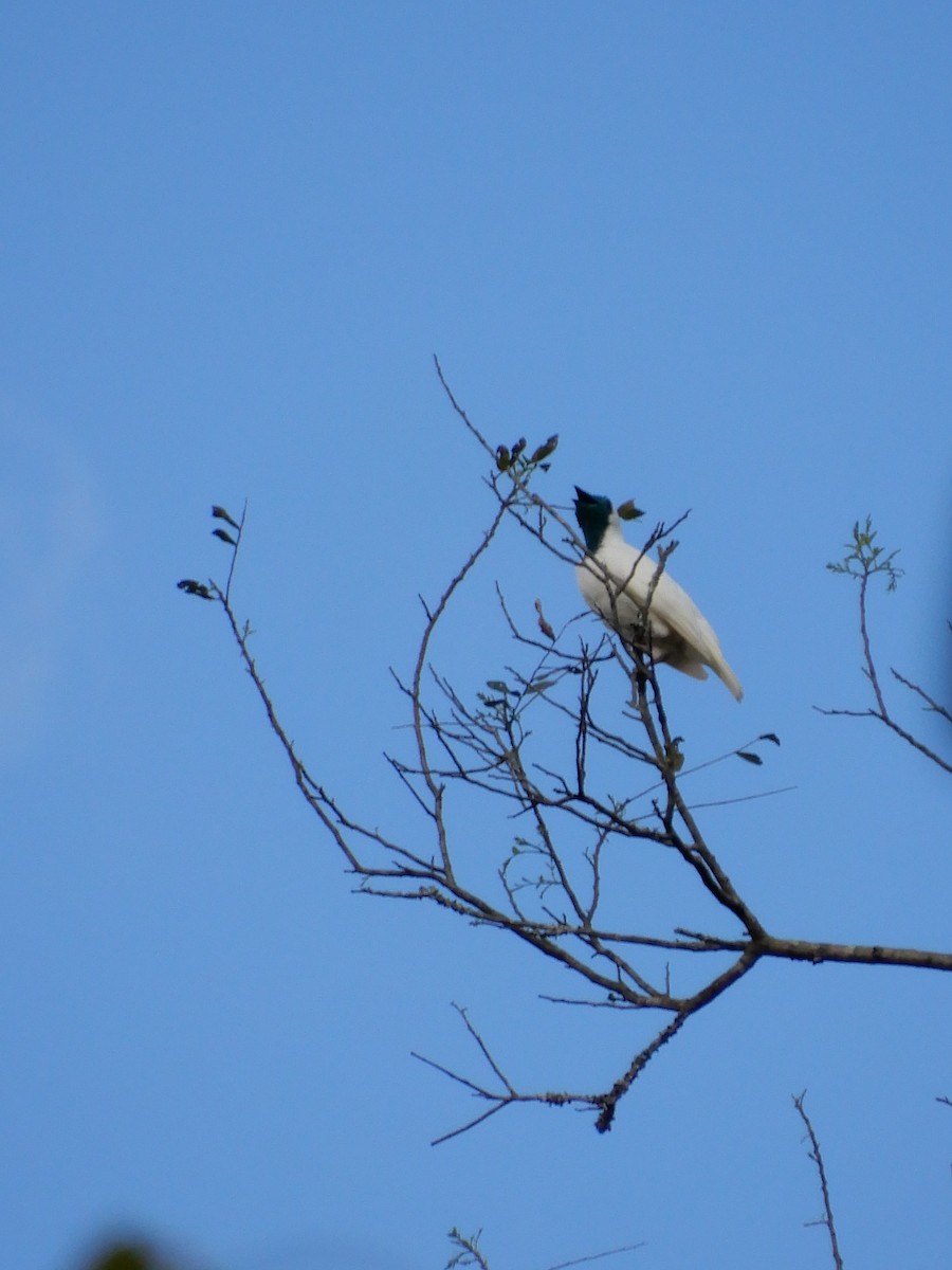 Bare-throated Bellbird - ML642859925