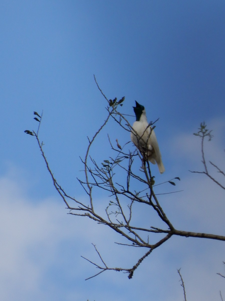 Bare-throated Bellbird - ML642859926