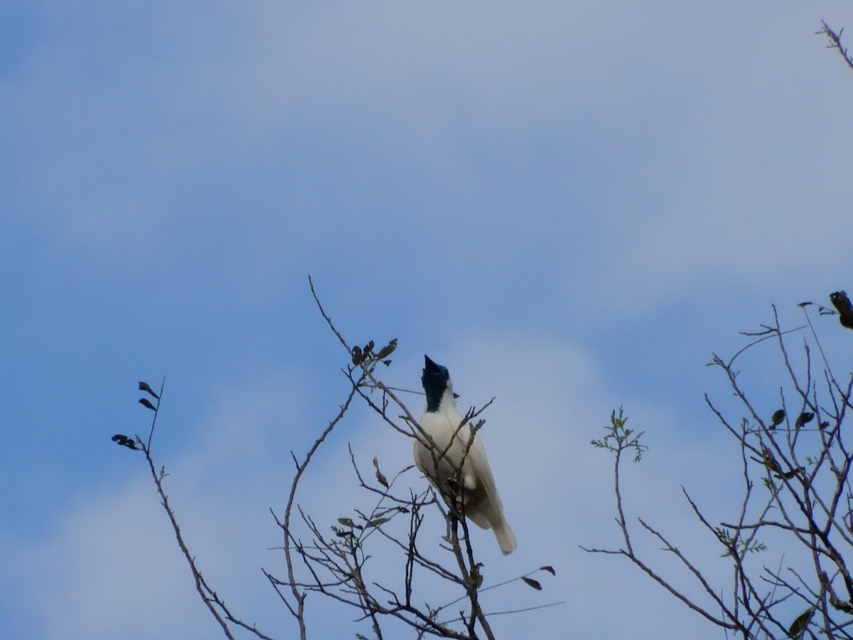 Bare-throated Bellbird - ML642859928