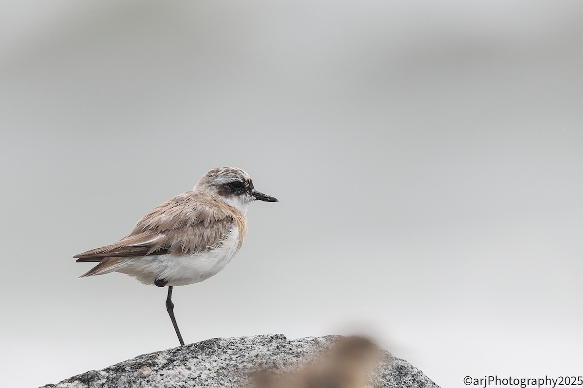 Greater Sand-Plover - ML642859937