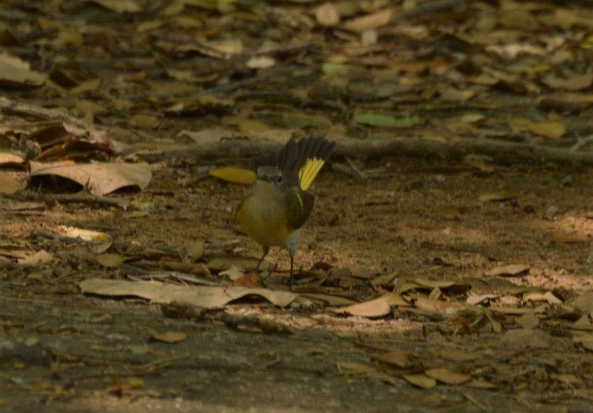 American Redstart - ML642859949