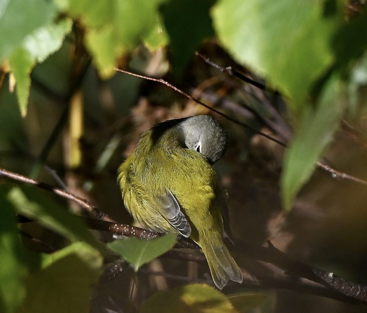 Nashville Warbler - ML642859950