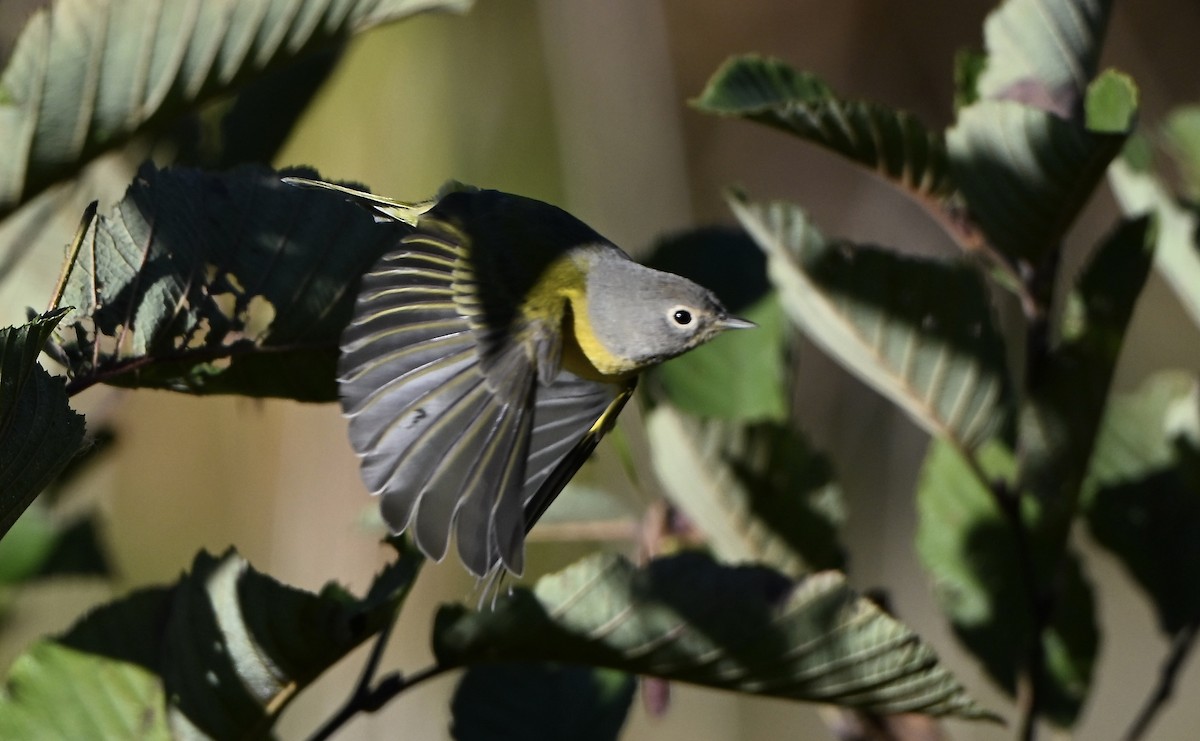 Nashville Warbler - ML642859951