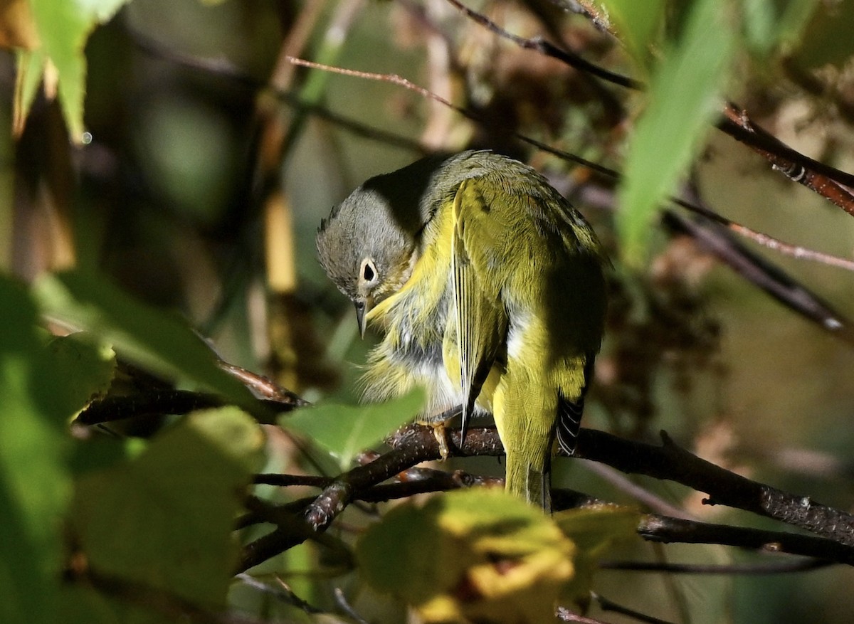 Nashville Warbler - ML642859952