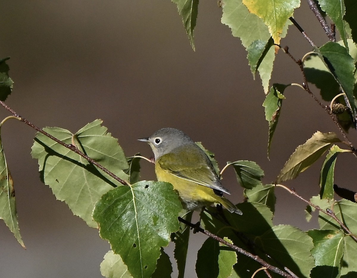 Nashville Warbler - ML642859953